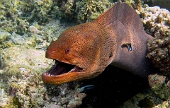 IMG_7579rc_Maldives_Madoogali_Murene javanaise - Gymnothorax javanicus